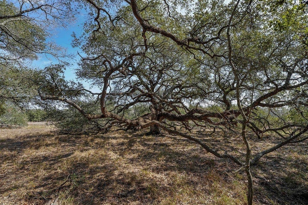 306.03 acres in Wharton County - photo 3