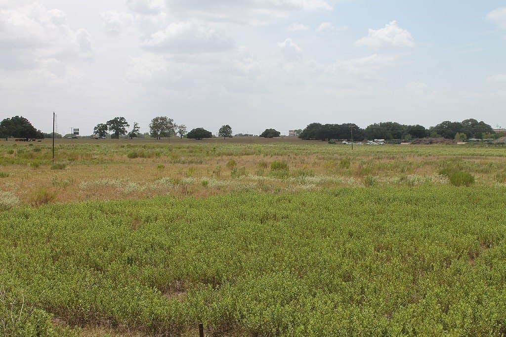 16.32 acres in Colorado County - photo 6