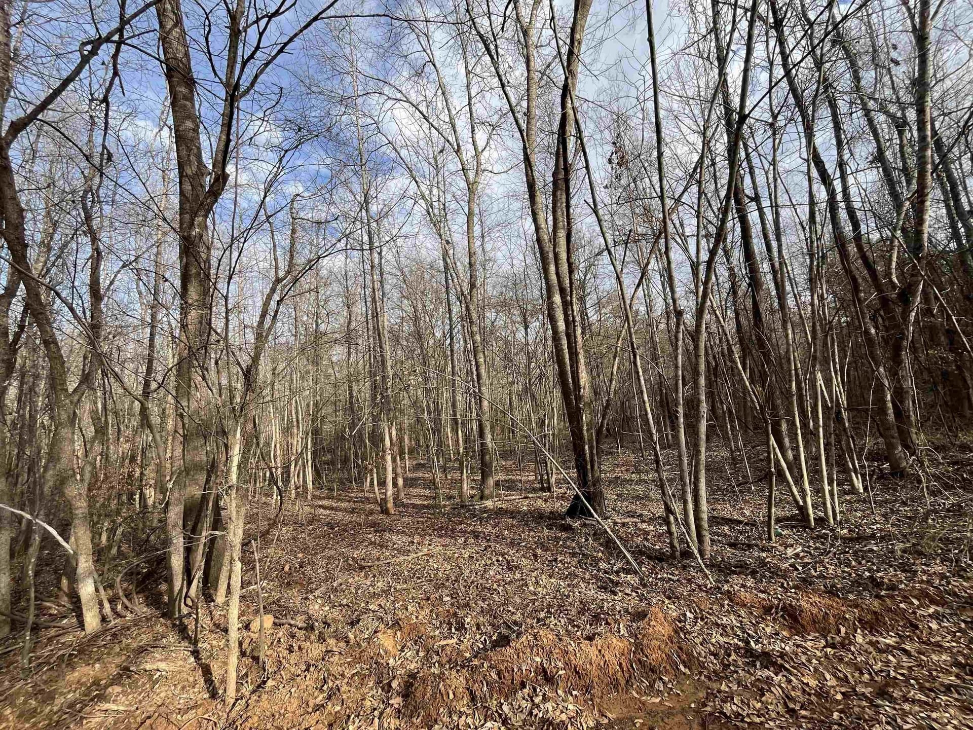 16.02 acres in Gregg County - photo 3
