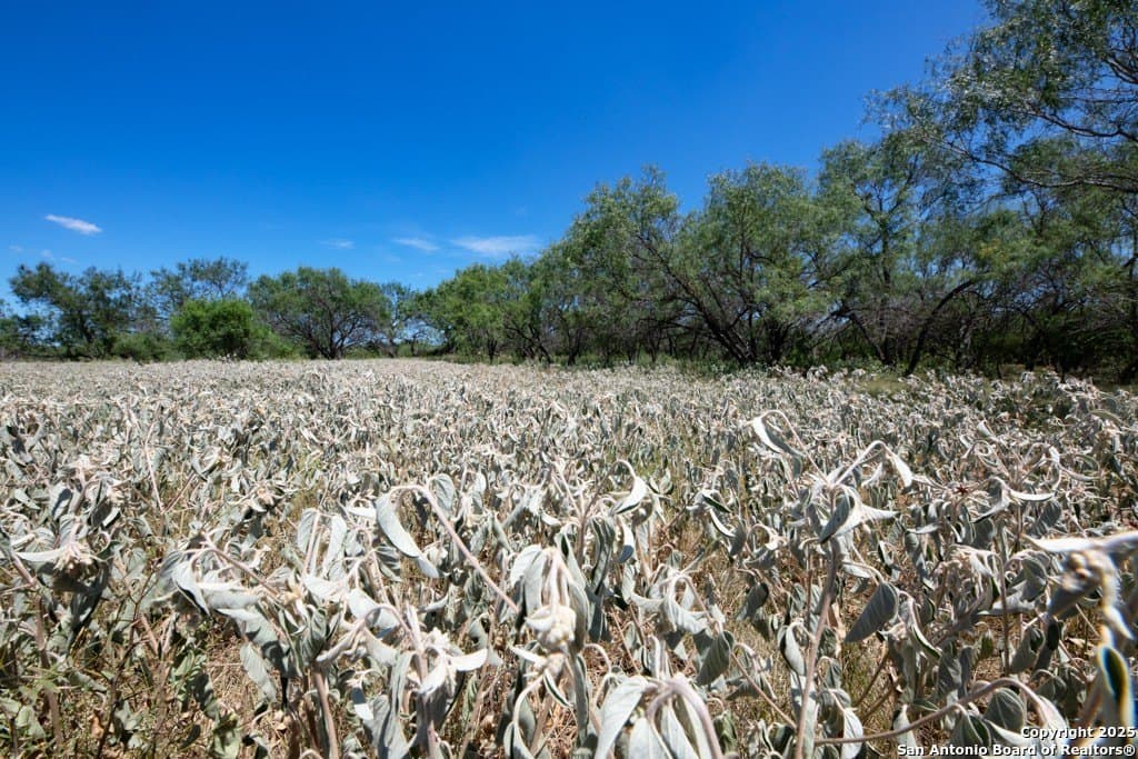 71.5 acres in Bexar County - photo 19