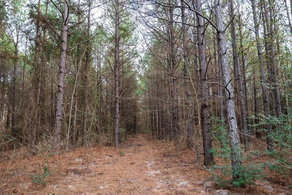 53.5 acres in Shelby County - photo 7