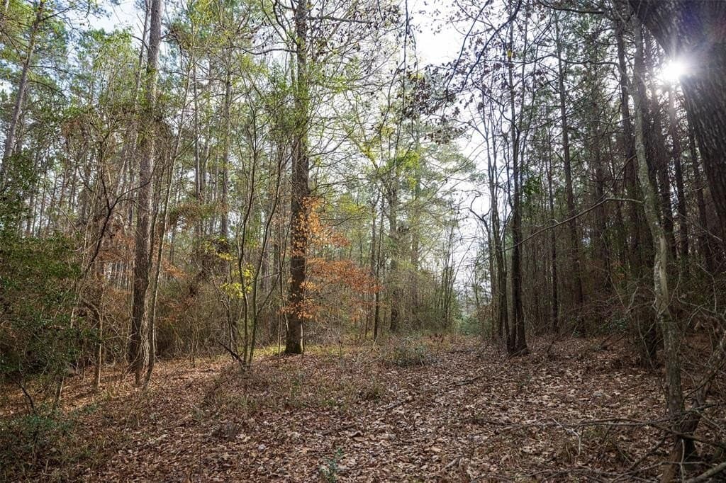 53.5 acres in Shelby County - photo 8