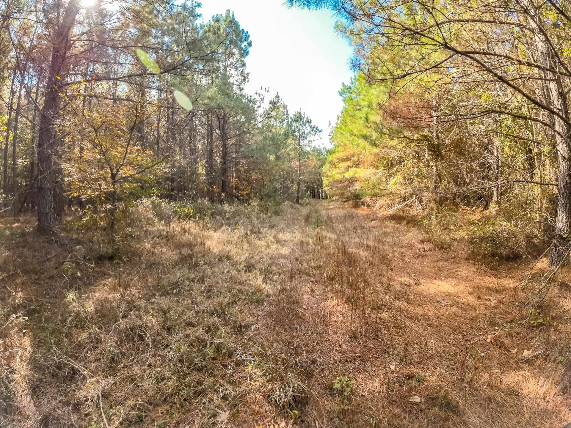 289.38 acres in Harrison County - photo 25