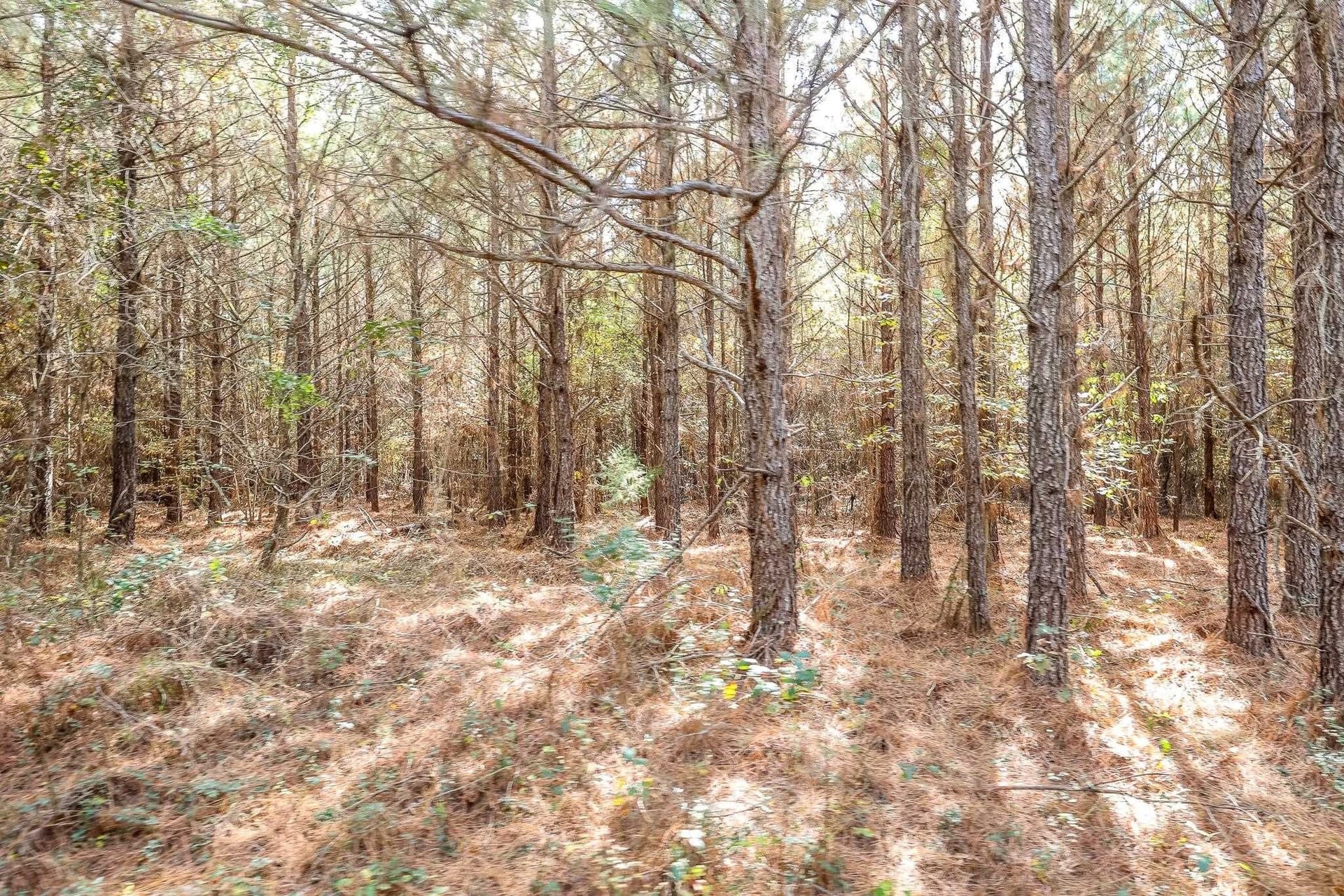 289.38 acres in Harrison County - photo 6