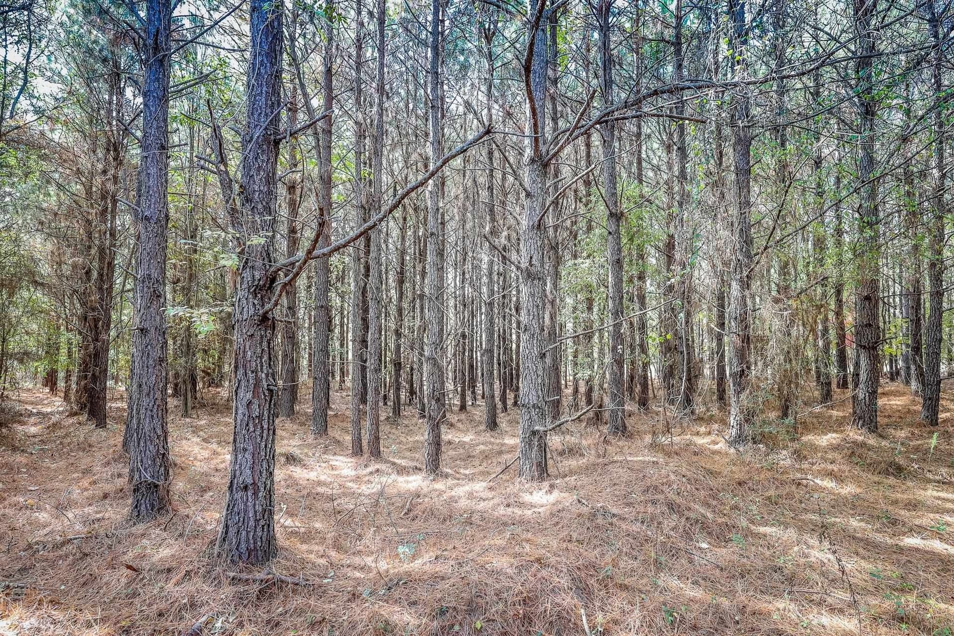 289.38 acres in Harrison County - photo 7