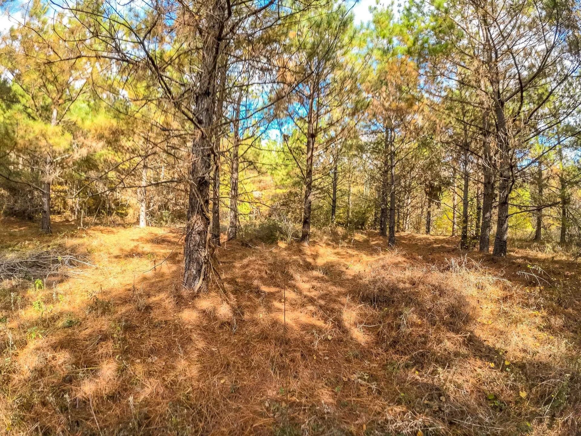 289.38 acres in Harrison County - photo 24