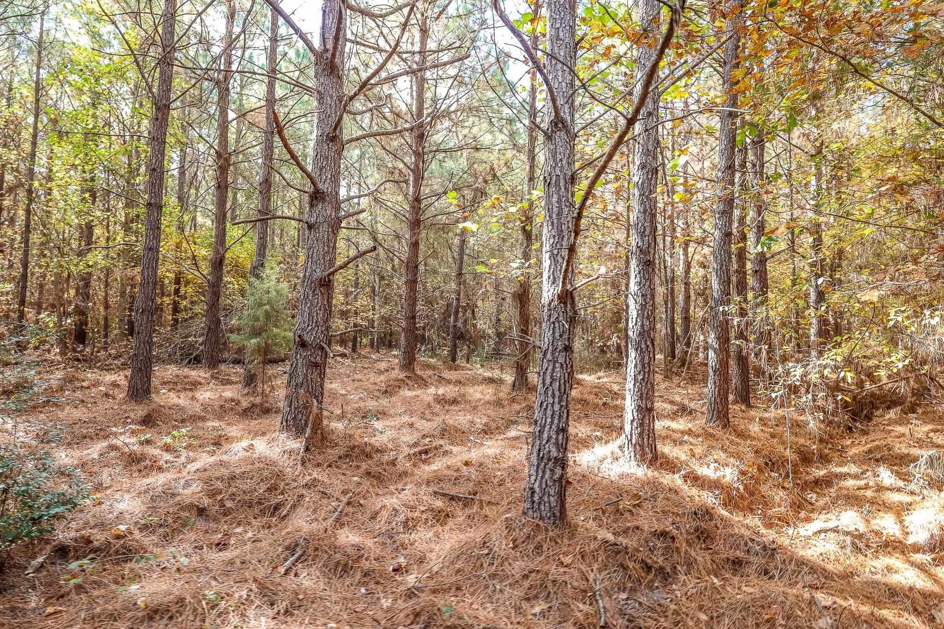 289.38 acres in Harrison County - photo 4