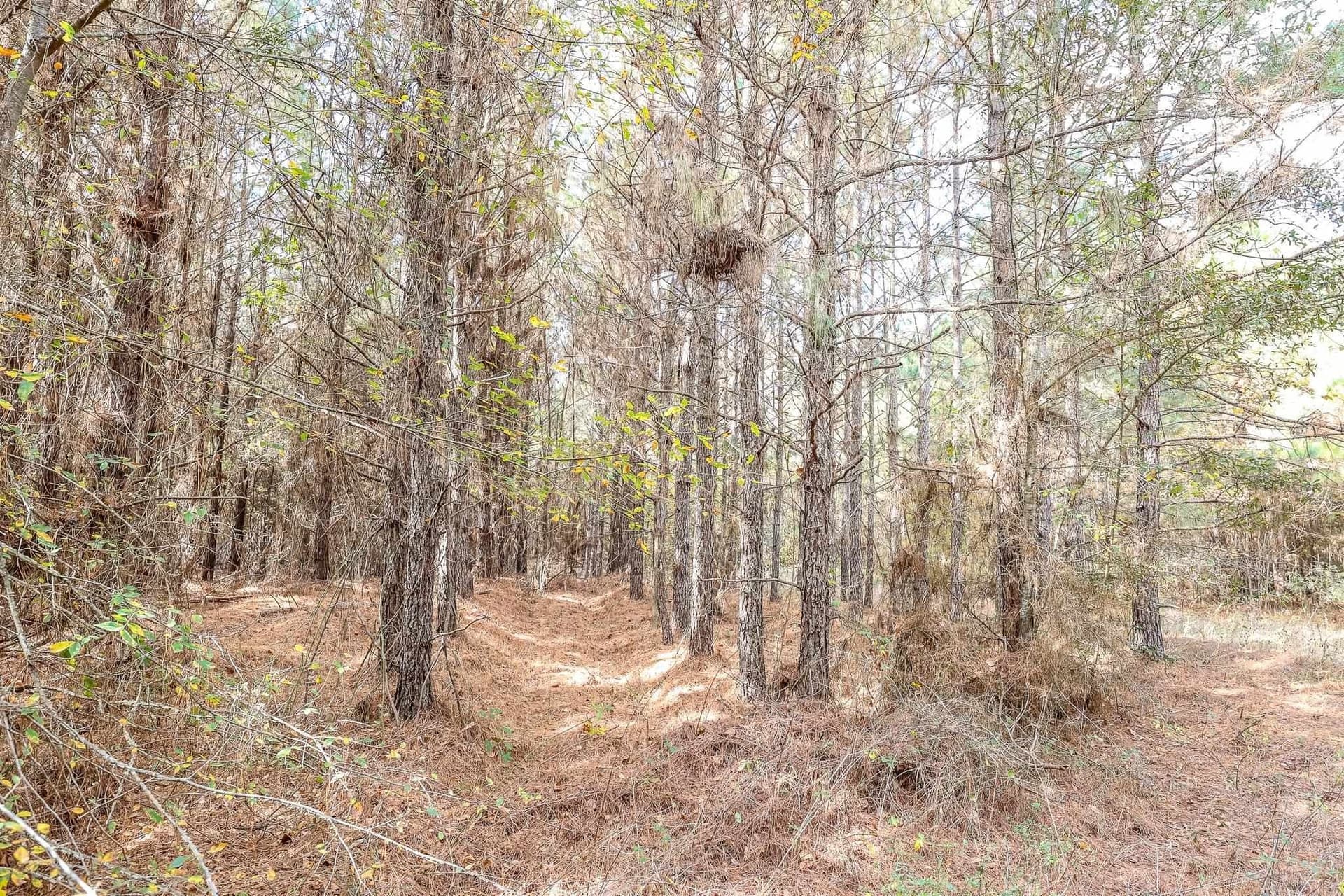 289.38 acres in Harrison County - photo 5
