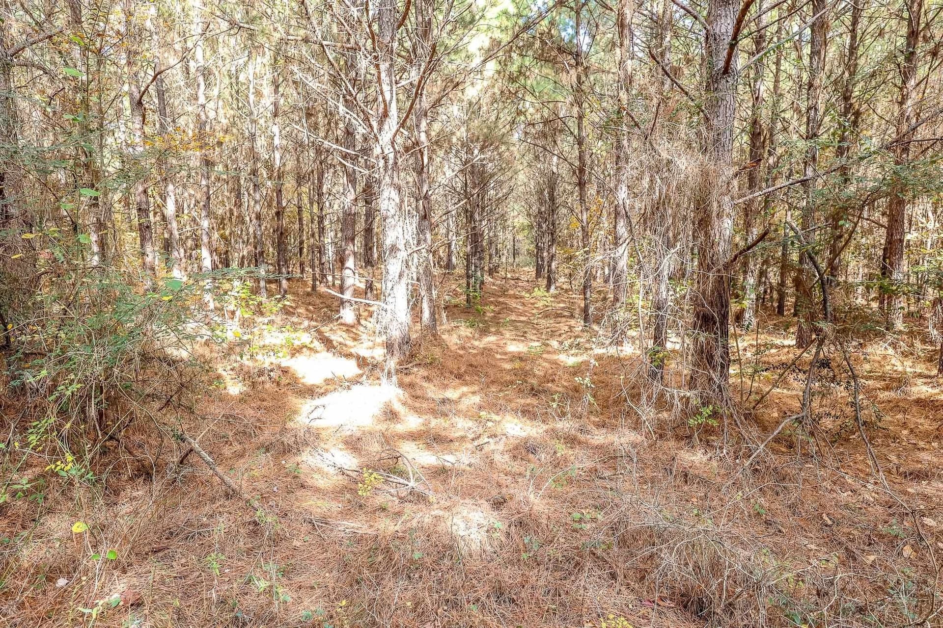 289.38 acres in Harrison County - photo 3