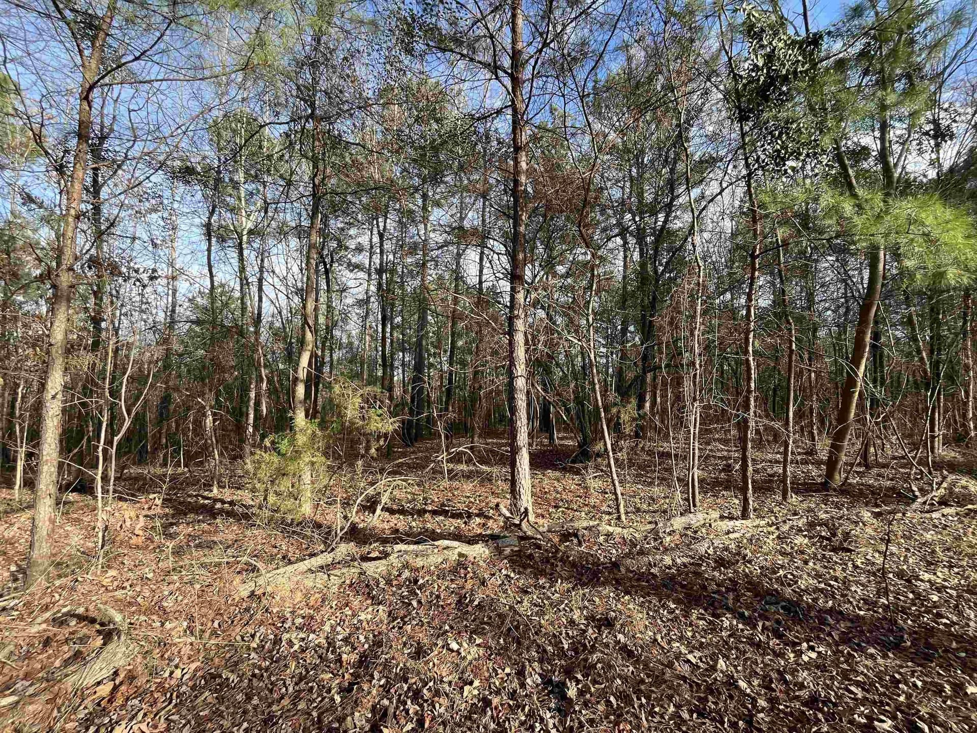 38.32 acres in Texas County - photo 3