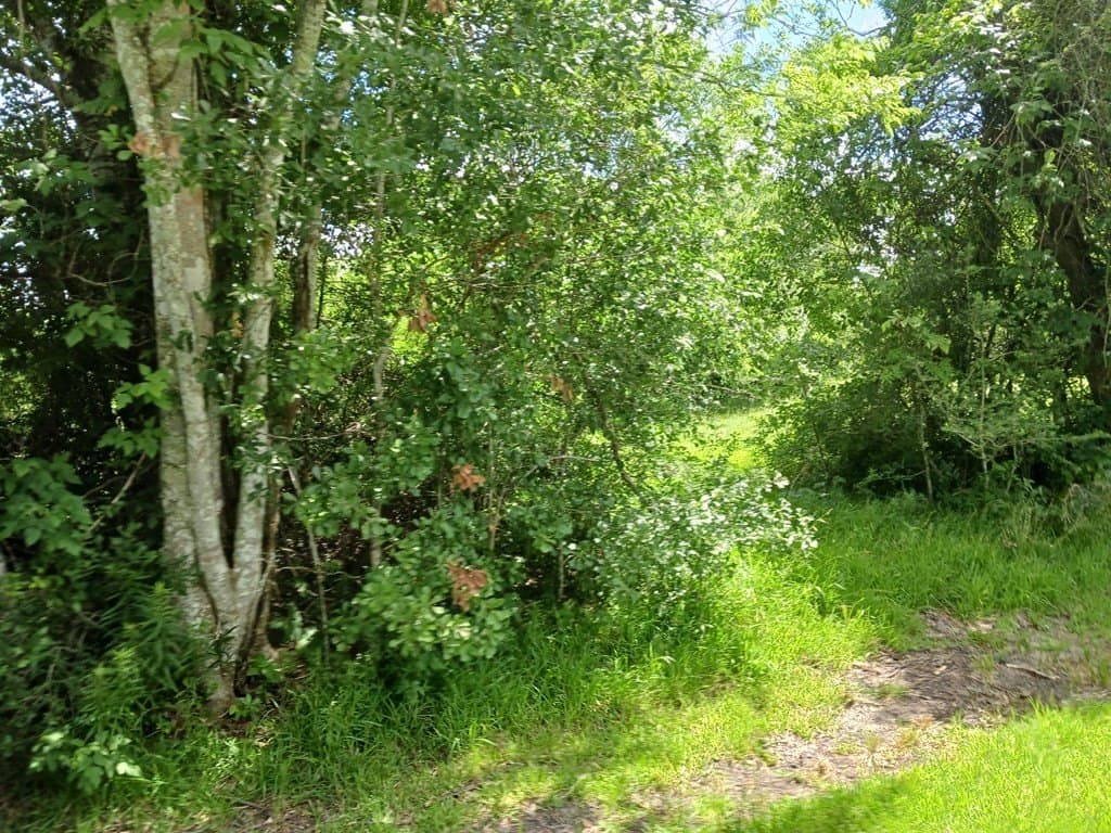 5.17 acres in Texas County - photo 4