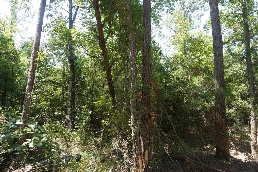 12.84 acres in ANDERSON County - photo 8
