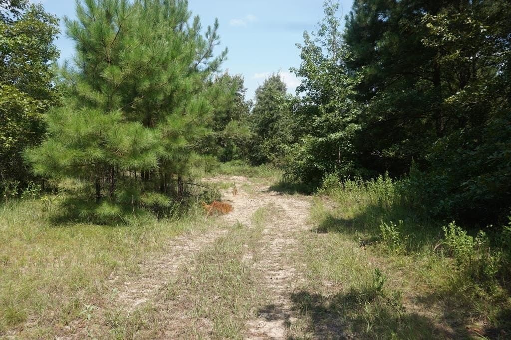 12.84 acres in ANDERSON County - photo 4