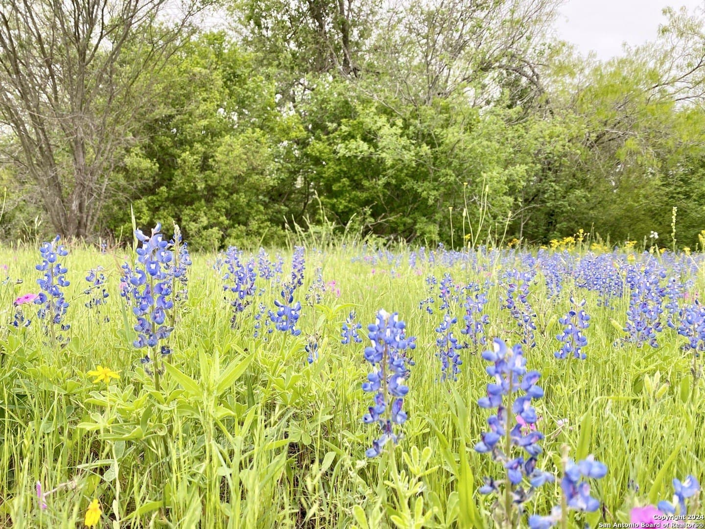 5 acres in Wilson County - photo 5