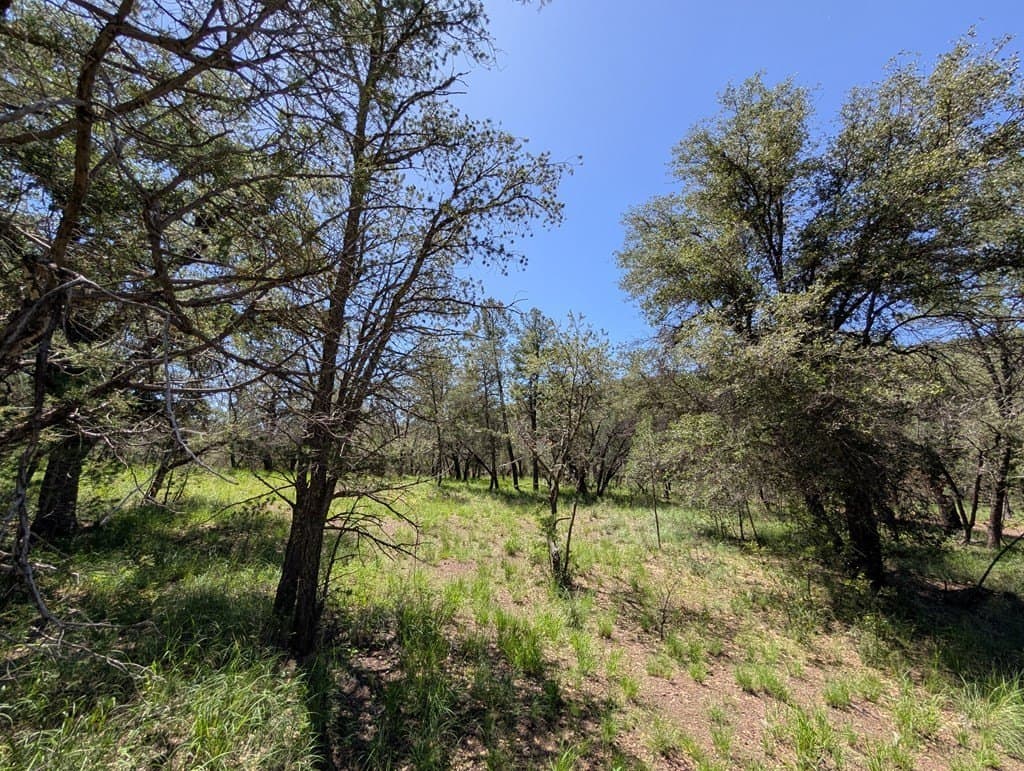 5.63 acres in Jeff Davis County - photo 5