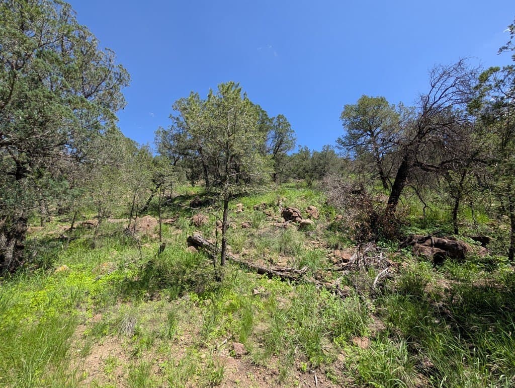 5.63 acres in Jeff Davis County - photo 4