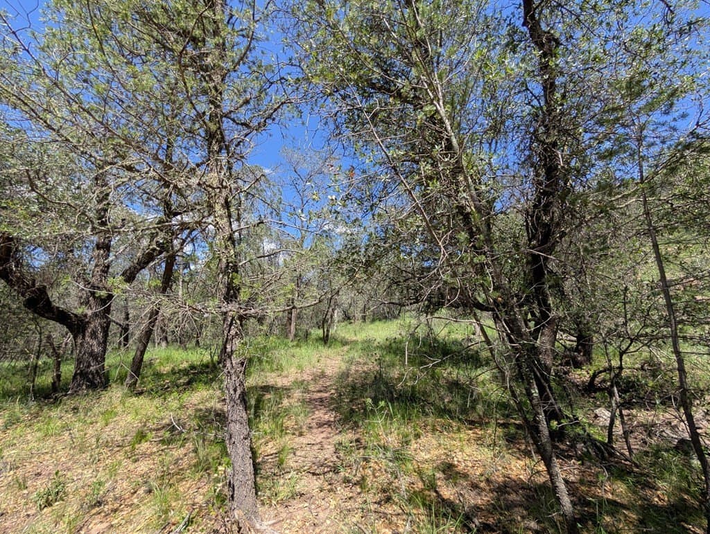 5.63 acres in Jeff Davis County - photo 6
