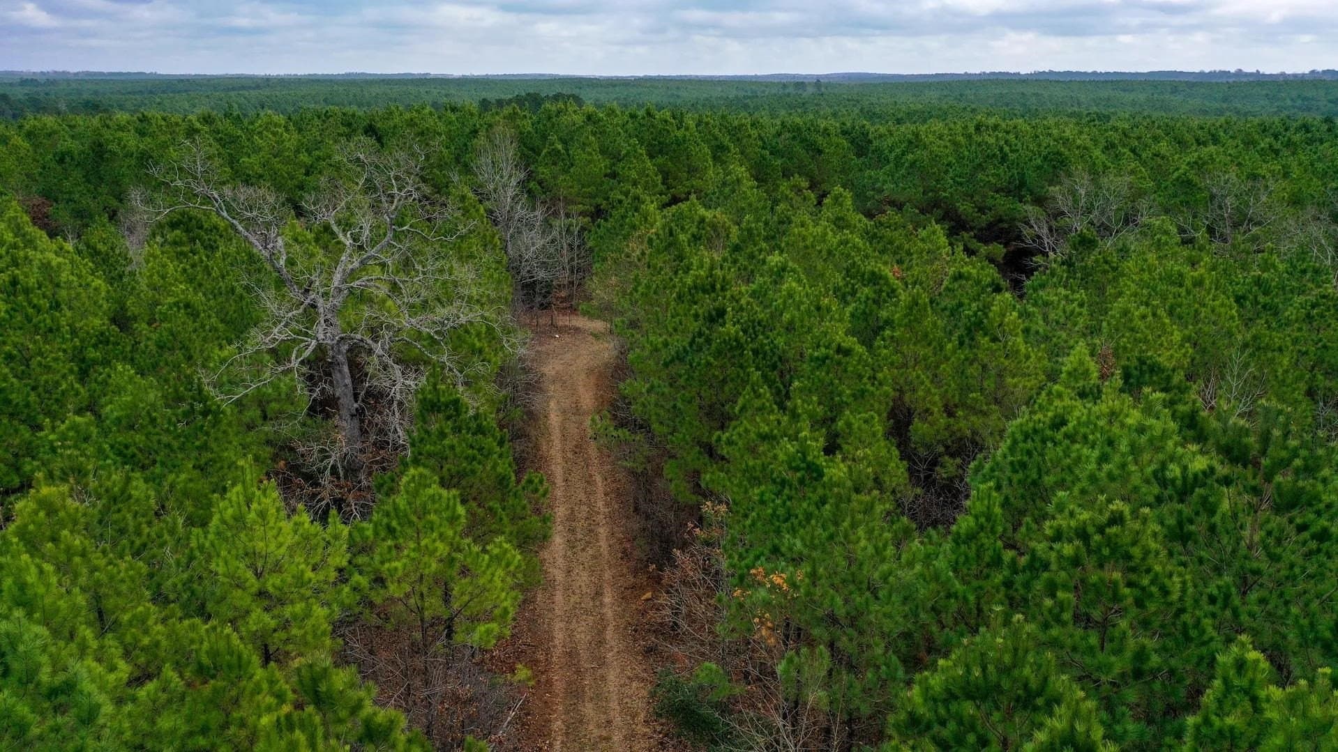 204.5 acres in Cass County - photo 5