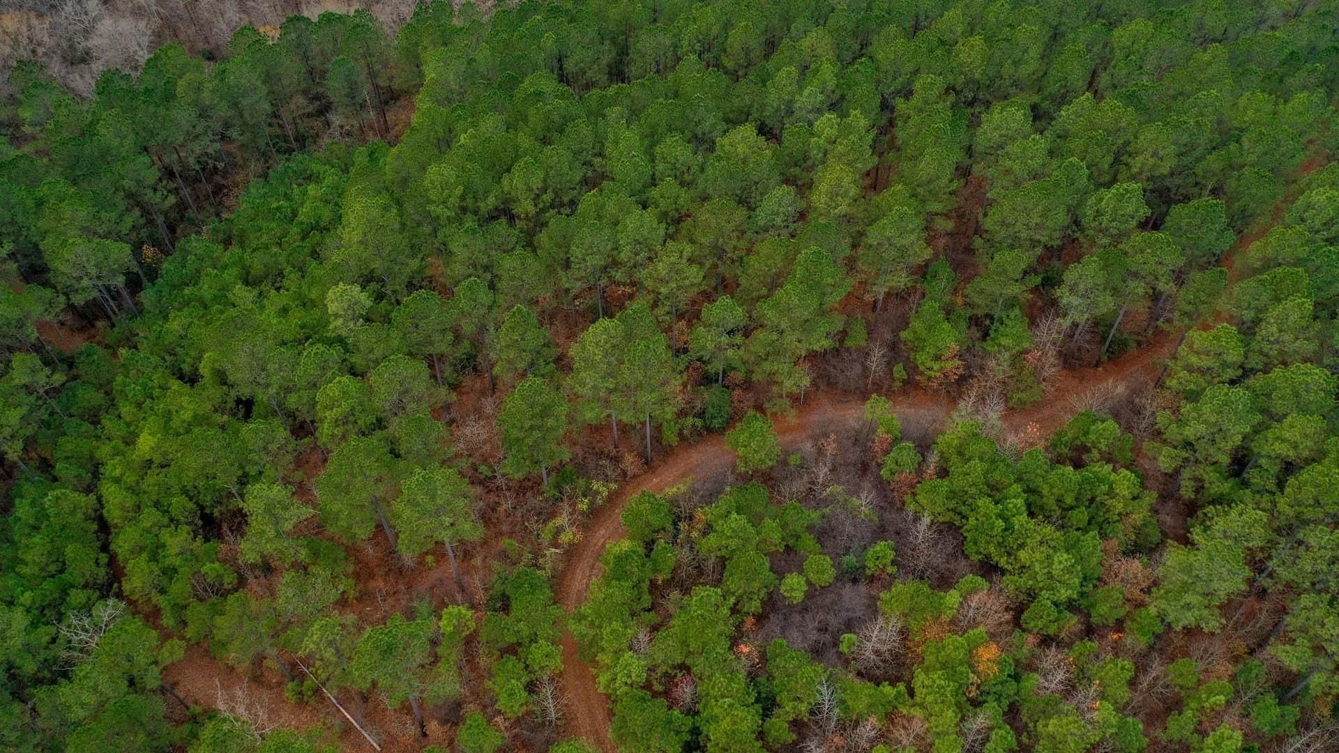 204.5 acres in Cass County - photo 4