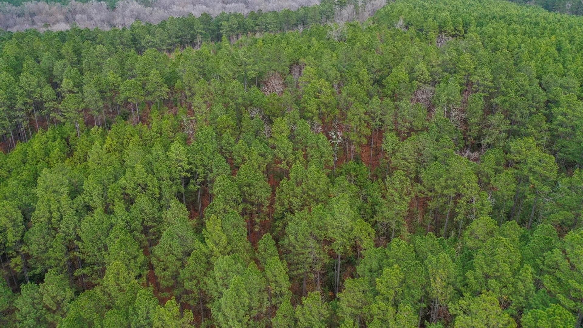 204.5 acres in Cass County - photo 3