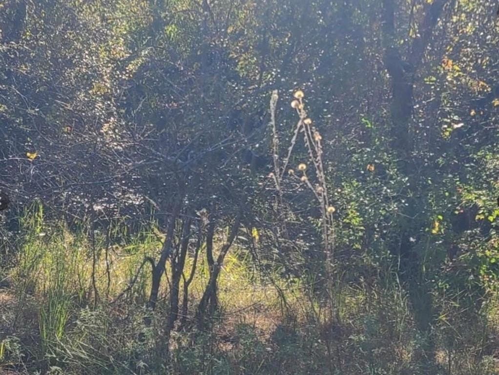 13.63 acres in Hopkins County - photo 2