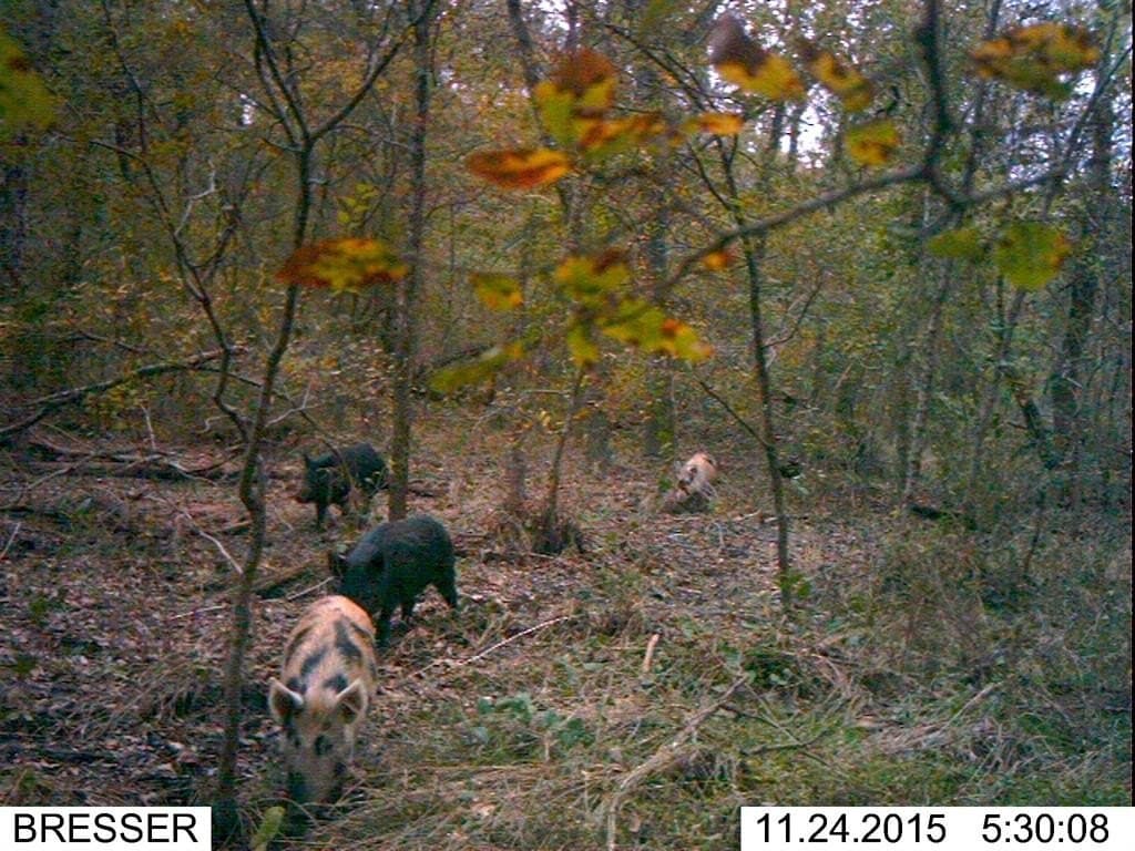 45.02 acres in Navarro County - photo 23