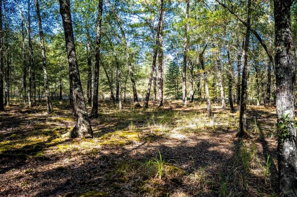 42 acres in Red River County - photo 30