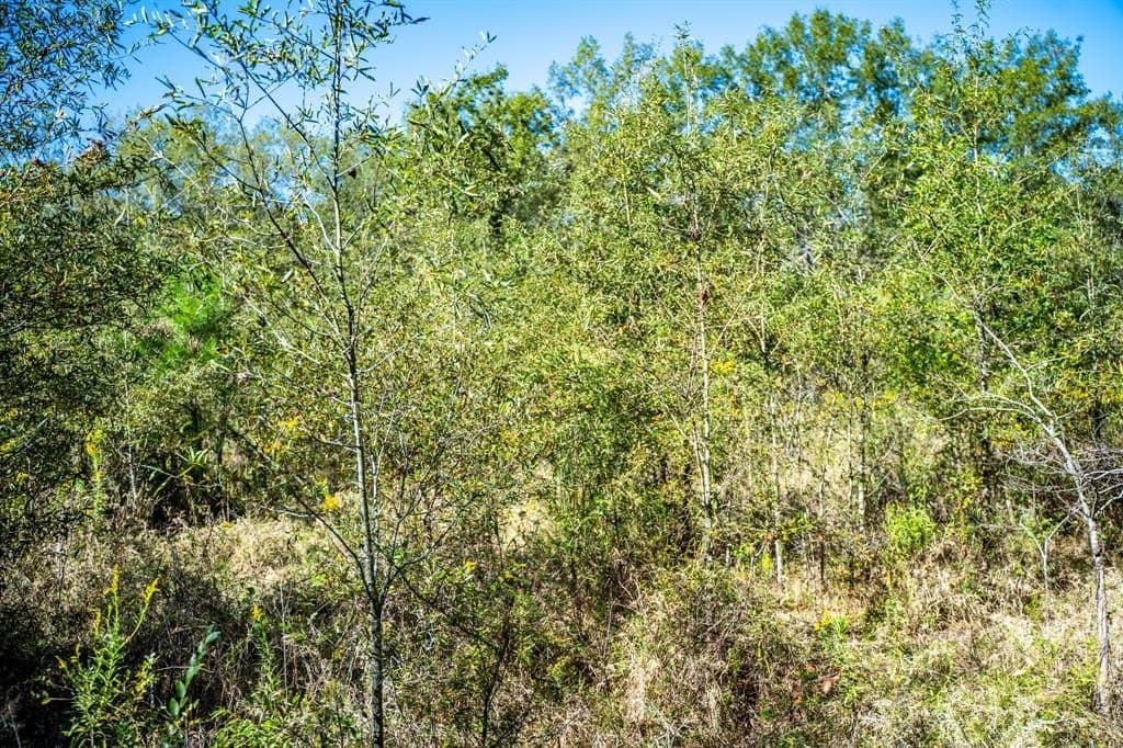42 acres in Red River County - photo 28