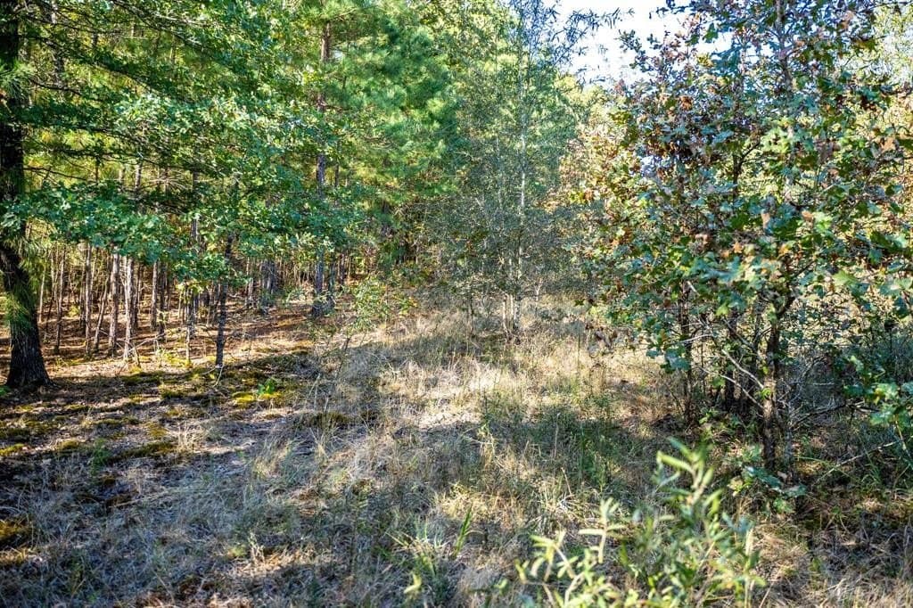 42 acres in Red River County - photo 27