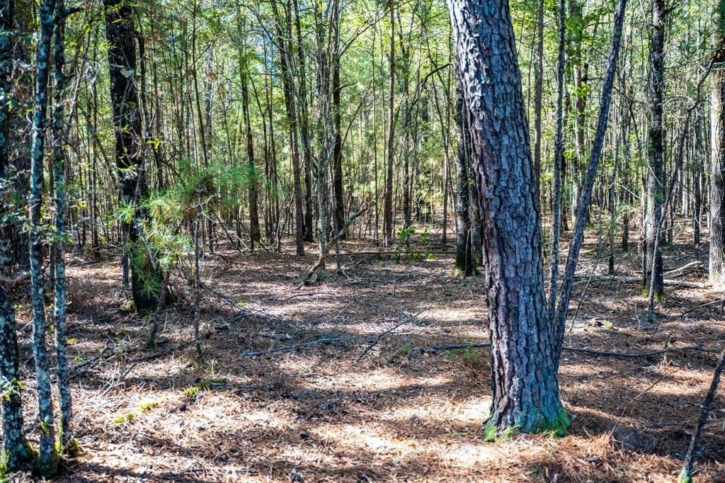 42 acres in Red River County - photo 24