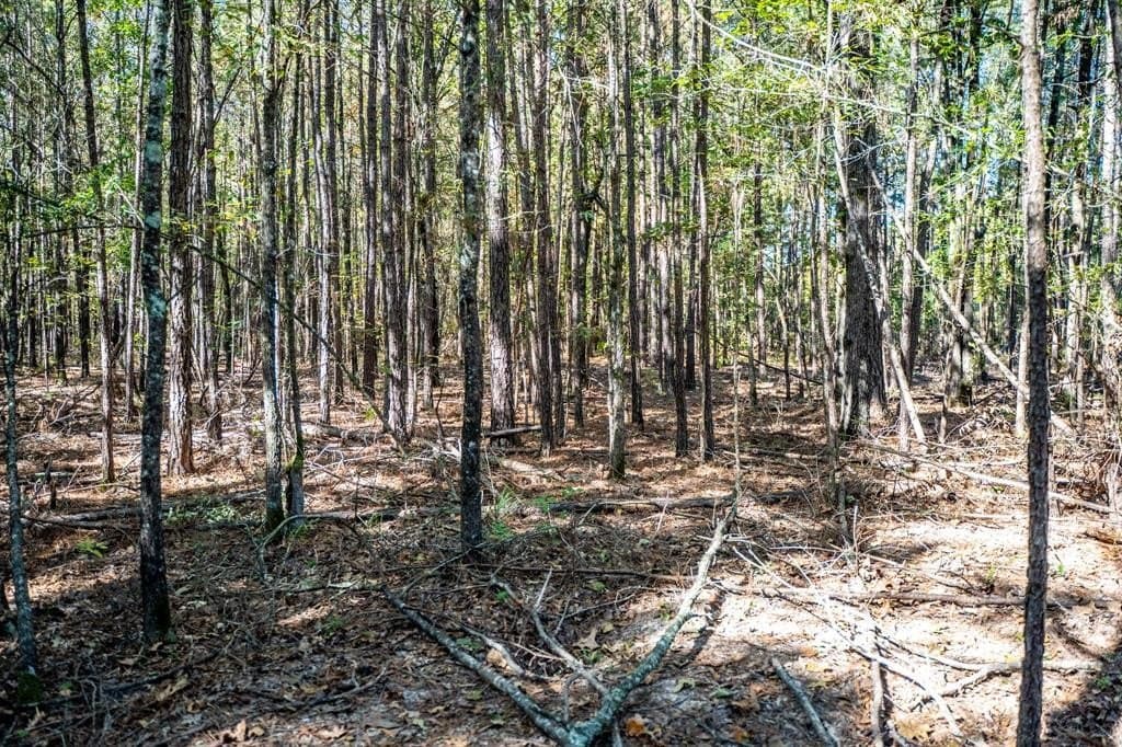 42 acres in Red River County - photo 23