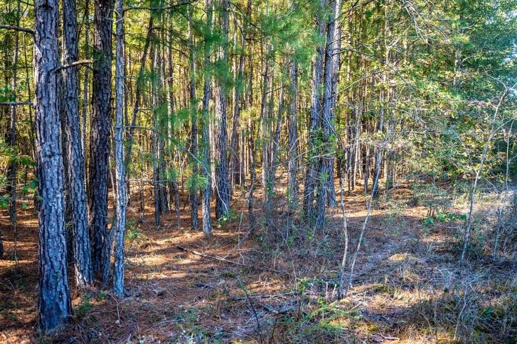42 acres in Red River County - photo 26