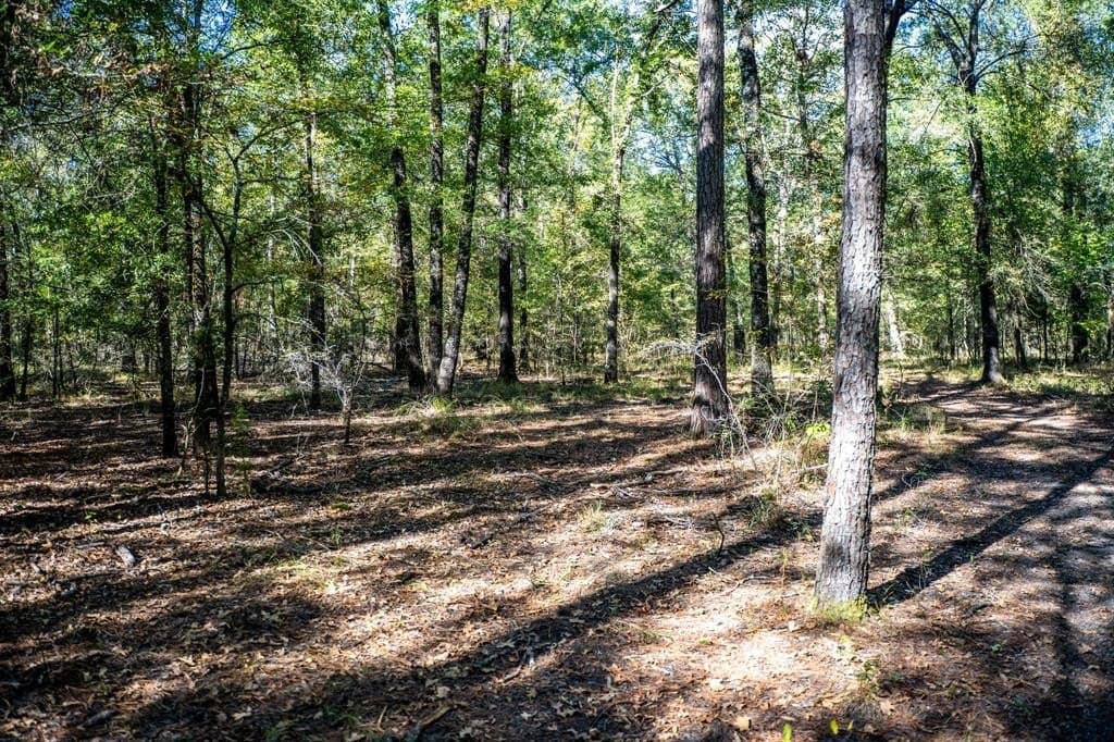42 acres in Red River County - photo 35