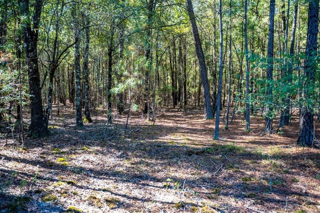 42 acres in Red River County - photo 21