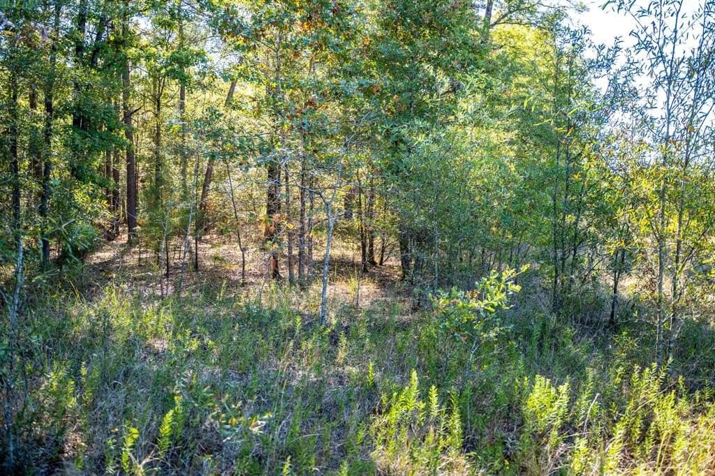 42 acres in Red River County - photo 29