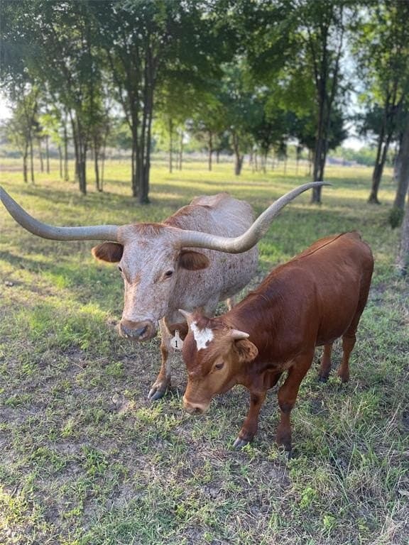 12.77 acres in Navarro County - photo 5