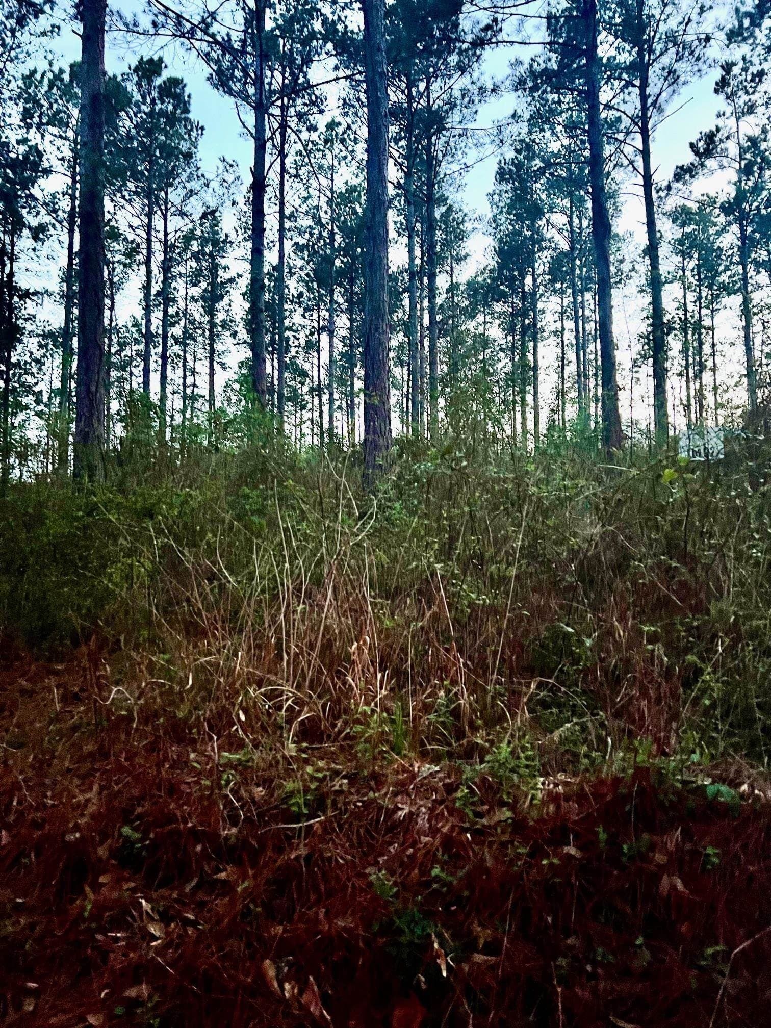 10.03 acres in Shelby County - photo 2