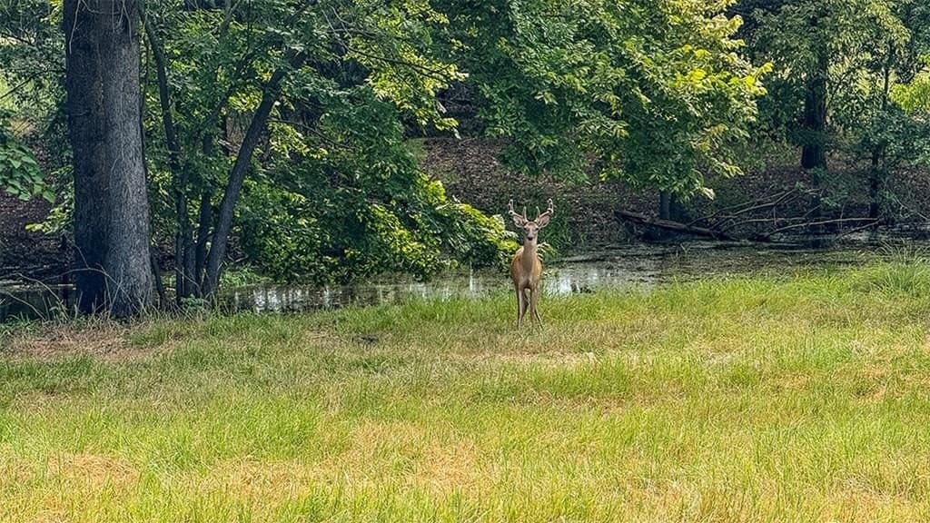 12.06 acres in Henderson County - photo 7