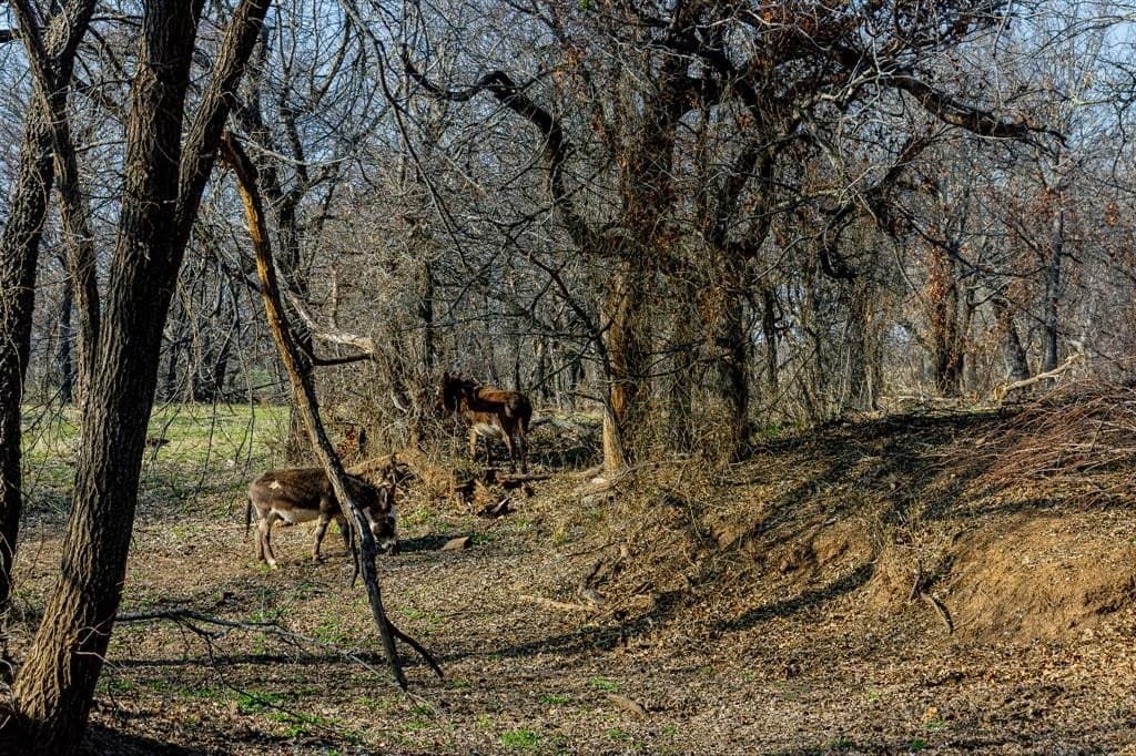 245 acres in Young County - photo 29