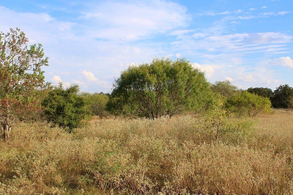 10 acres in Colorado County - photo 5