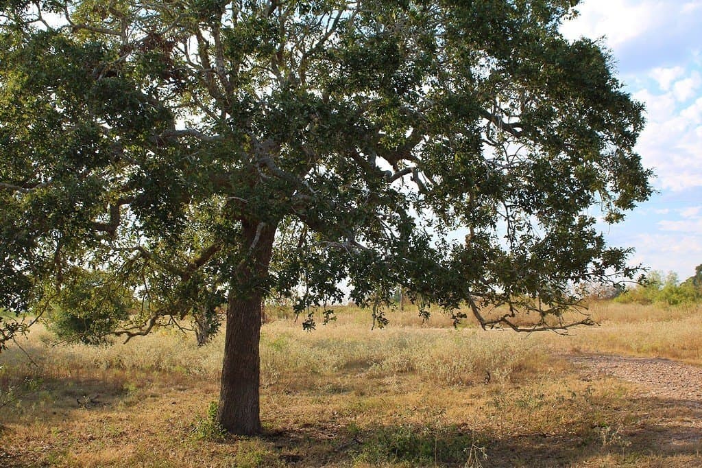 10 acres in Colorado County - photo 4