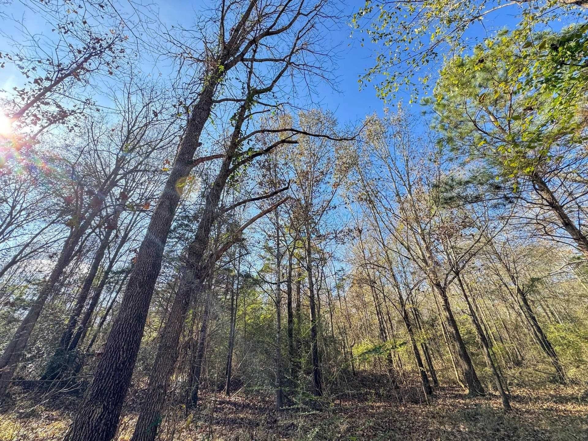 13.66 acres in Cass County - photo 4