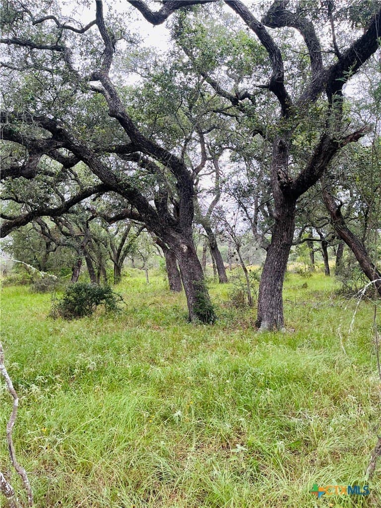 24 acres in DeWitt County - photo 4