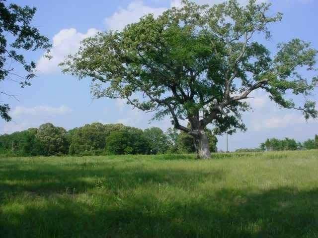 3.53 acres in Henderson County - photo 5