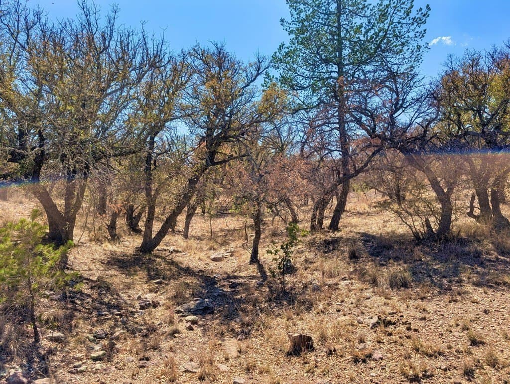 8 acres in Jeff Davis County - photo 16