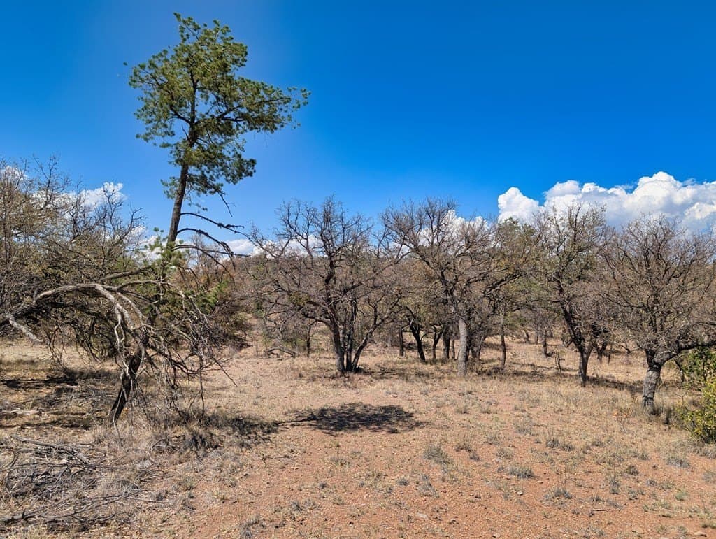 8 acres in Jeff Davis County - photo 6