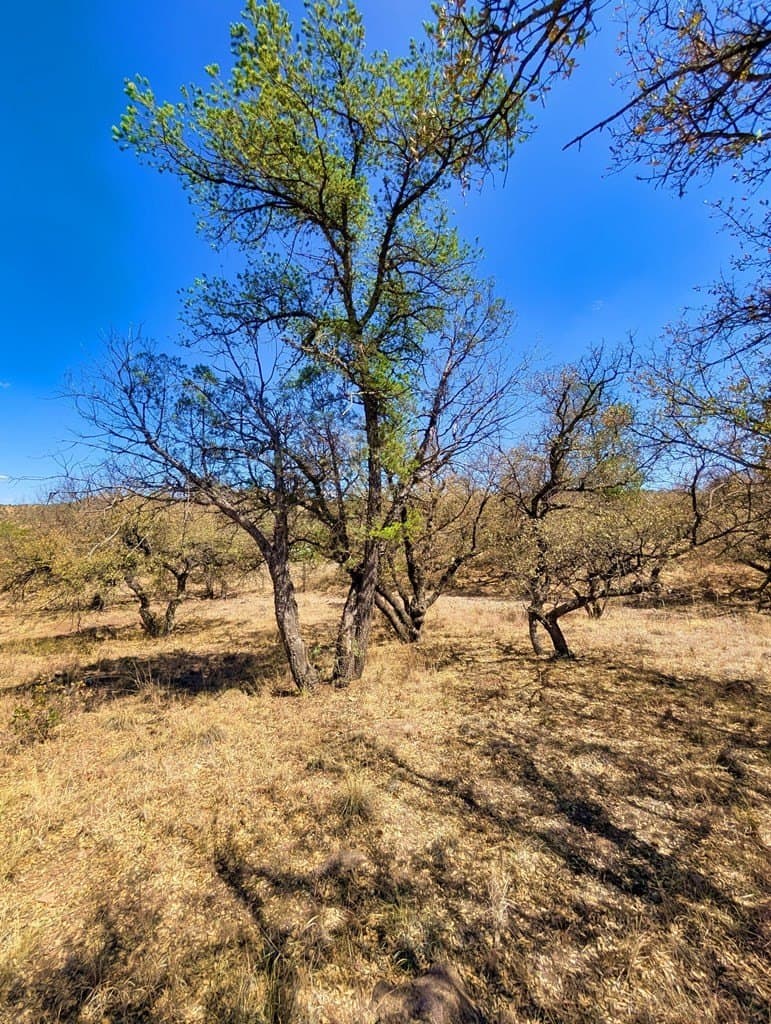 8 acres in Jeff Davis County - photo 12