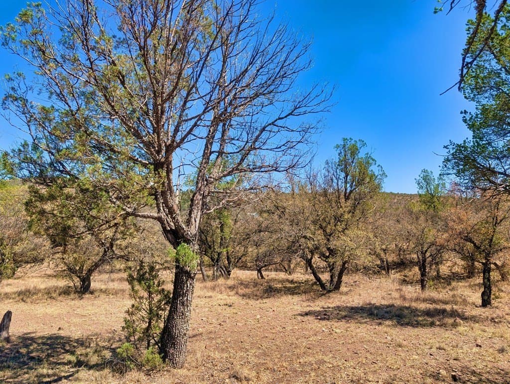 8 acres in Jeff Davis County - photo 10