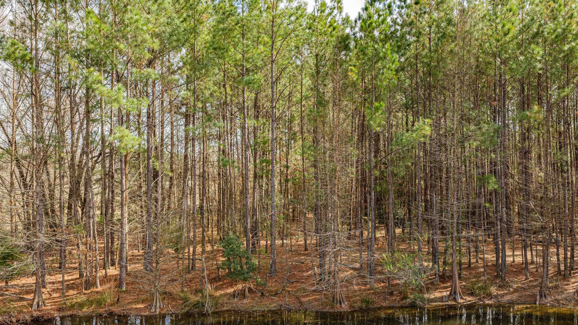 47.04 acres in Texas County - photo 7