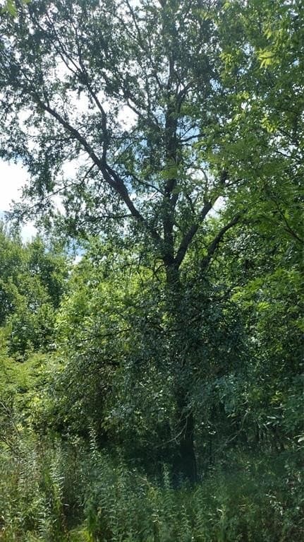 1.22 acres in Hunt County - photo 18